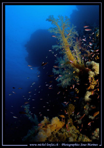 Red Sea Atmosphere.... :O)... by Michel Lonfat 